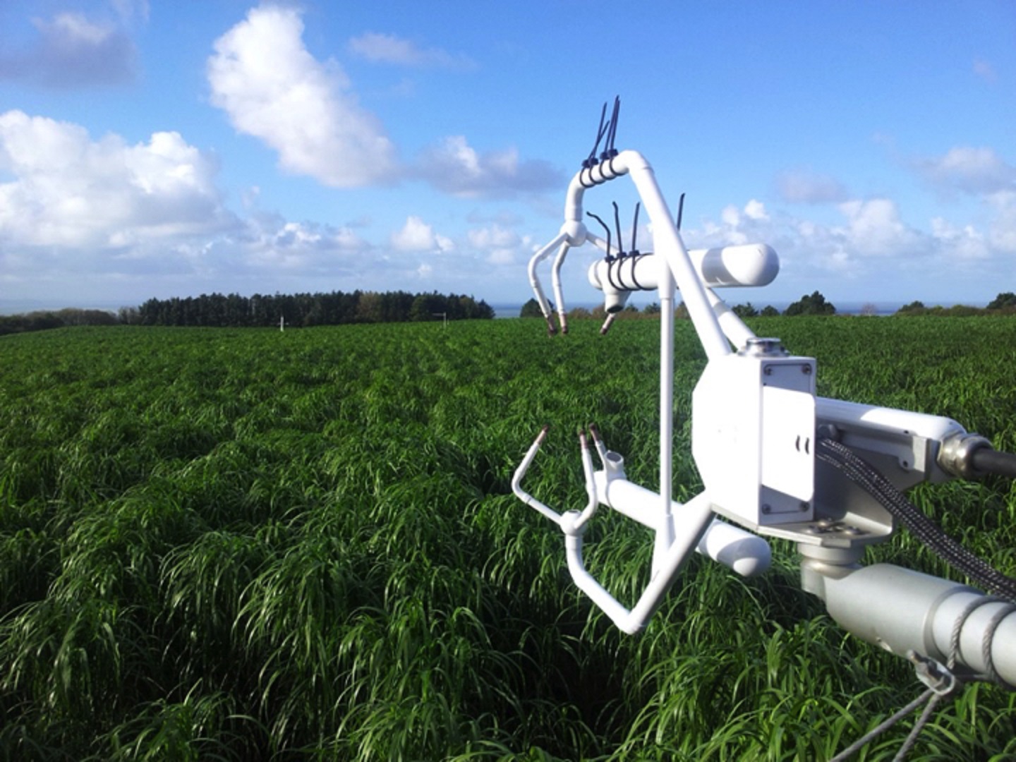 A field of miscanthus grass with machinery
