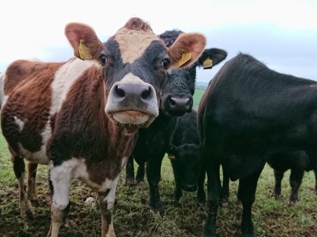 Cows in a field