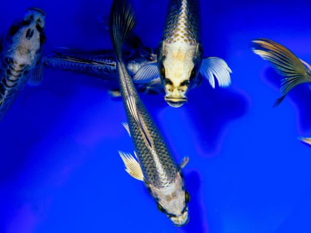 Fish in a blue pool