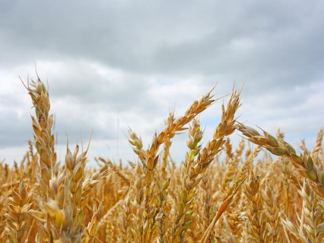 A field of oats