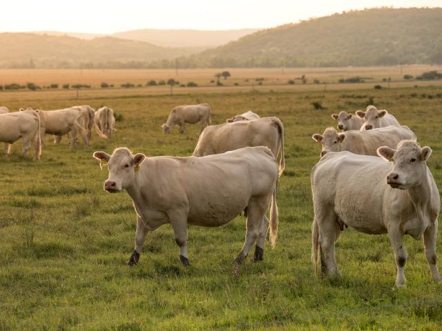 A herd of white cows in a field