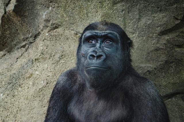 A gorilla