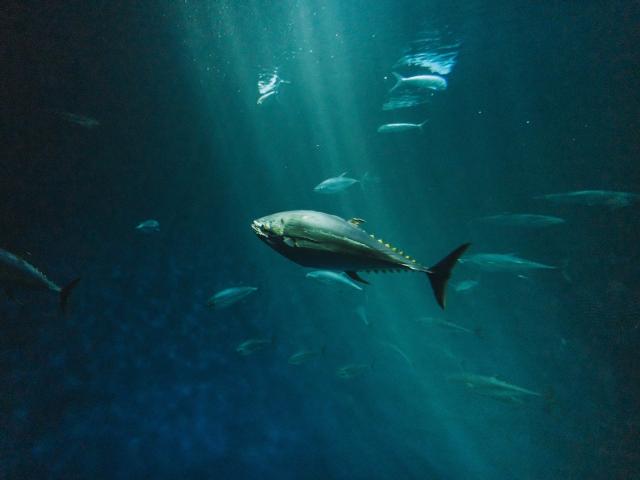 Fish swimming in the ocean
