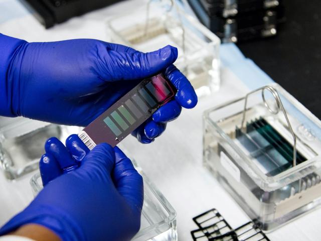 Gloved hands holding medical test equipment