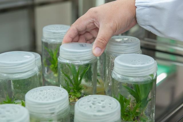 Plant tissue culture facility 